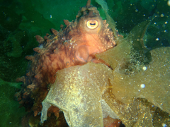 Macroctopus maorum