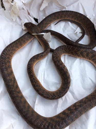 Brown Tree Snake sighting