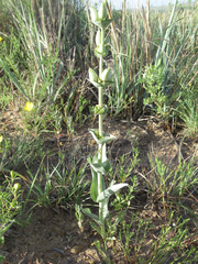 Penstemon buckleyi