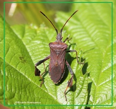 Leptoglossus chilensis