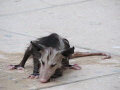 Didelphis virginiana