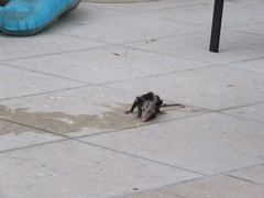 Didelphis virginiana