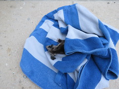 Didelphis virginiana