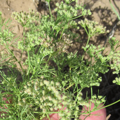 Spermolepis echinata