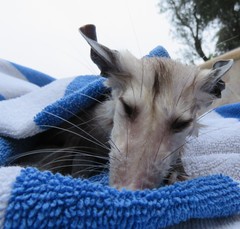 Didelphis virginiana