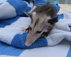 Didelphis virginiana