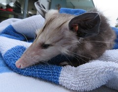 Didelphis virginiana