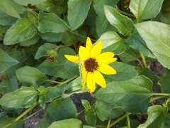 Helianthus debilis image