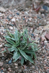Plantago arachnoidea