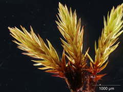 Imbribryum alpinum