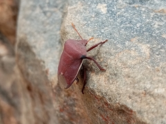 Basicryptus costalis