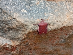 Basicryptus costalis