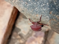 Basicryptus costalis