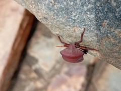 Basicryptus costalis