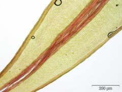 Imbribryum alpinum