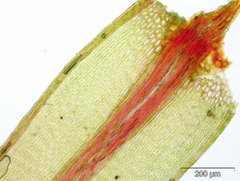 Imbribryum alpinum