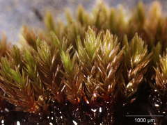 Imbribryum alpinum
