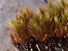 Imbribryum alpinum