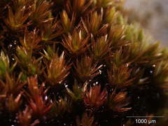 Imbribryum alpinum