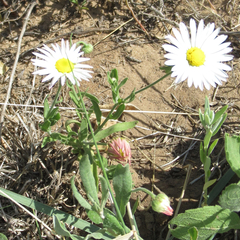 Aphanostephus skirrhobasis