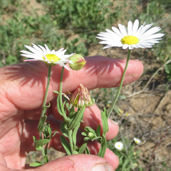Aphanostephus skirrhobasis