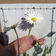 Aphanostephus skirrhobasis