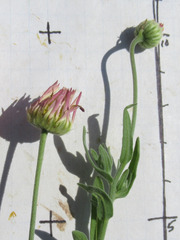 Aphanostephus skirrhobasis