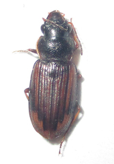 Platymetopus figuratus