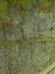 Phyllactinia guttata