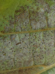 Phyllactinia guttata
