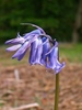 Bluebell - Photo (c) Phil Champion, some rights reserved (CC BY-NC-SA)