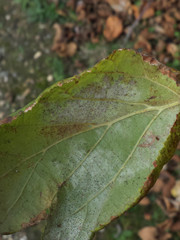 Phyllactinia guttata