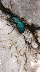 Carabus scabrosus tauricus