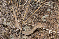 Pygopus schraderi