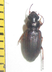 Platymetopus figuratus