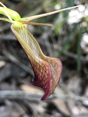 Cryptostylis ovata