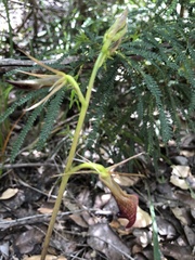 Cryptostylis ovata