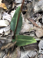 Cryptostylis ovata
