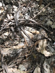 Cryptostylis ovata