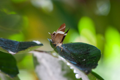 Abisara neophron