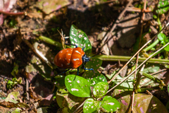 Poecilocoris druraei