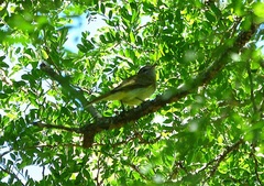 Myiopagis viridicata