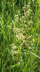 Trinia multicaulis
