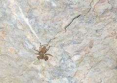 Plexippoides