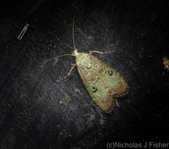 Heteromicta tripartitella