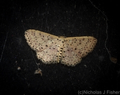 Idaea punctatissima