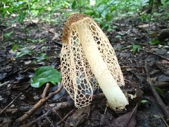 Phallus haitangensis