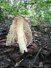 Phallus haitangensis