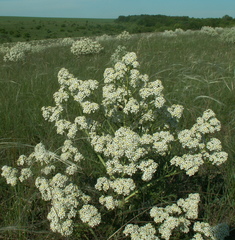 Crambe tataria