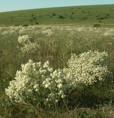 Crambe tataria